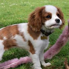 Cavalier king charles spaniel Smilla