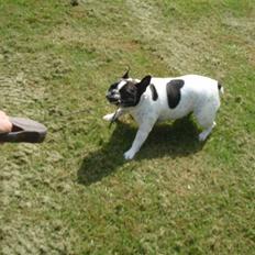 Fransk bulldog Clara