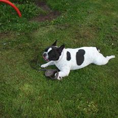 Fransk bulldog Clara