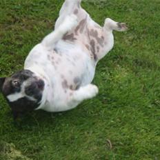 Fransk bulldog Clara