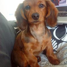 Dværggravhund Zowie