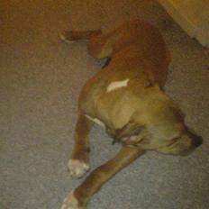 Amerikansk staffordshire terrier Jessie