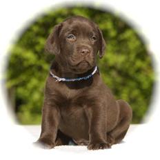 Labrador retriever Ciano