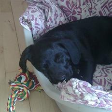 Labrador retriever Gabbi