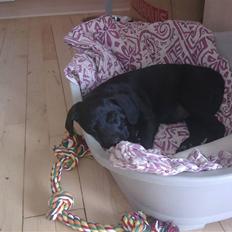 Labrador retriever Gabbi