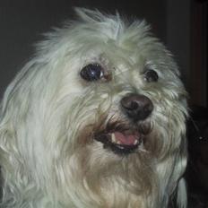 Malteser Buffi