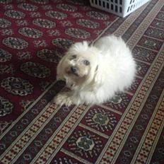 Malteser Buffi