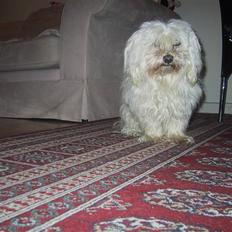 Malteser Buffi
