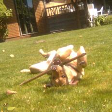 Labrador retriever Mitzi