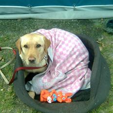 Labrador retriever Mitzi