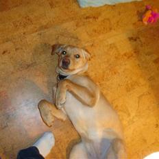 Labrador retriever Mitzi