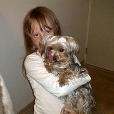 Yorkshire terrier Cookie