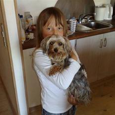 Yorkshire terrier Cookie