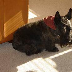 Skotsk terrier Tiger