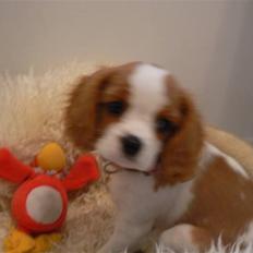 Cavalier king charles spaniel Cavalot´s Emma