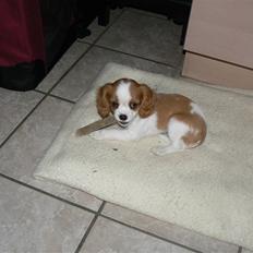 Cavalier king charles spaniel Cavalot´s Emma