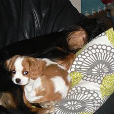 Cavalier king charles spaniel Cavalot´s Emma