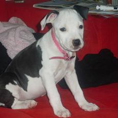 Amerikansk bulldog Snehvide