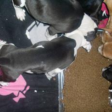 Amerikansk bulldog Snehvide