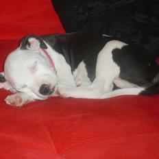 Amerikansk bulldog Snehvide