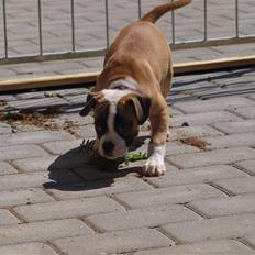 Amerikansk bulldog Mug Root Beer R.I.P