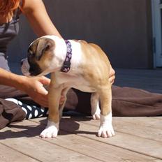Amerikansk bulldog Mug Root Beer R.I.P