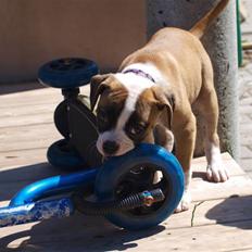 Amerikansk bulldog Mug Root Beer R.I.P