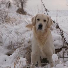 Golden retriever Loui <3