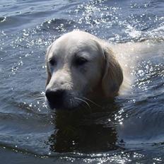 Golden retriever Loui <3