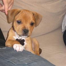 Staffordshire bull terrier Tovdal's Bailey