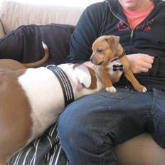 Staffordshire bull terrier Tovdal's Bailey