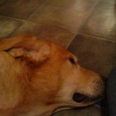Labrador retriever Tiggi