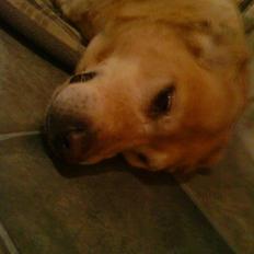 Labrador retriever Tiggi