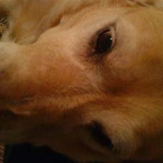Labrador retriever Tiggi