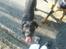 Blanding af racer Abby Labrador/Rottweiler - Kast nu den dumme pind moar XD