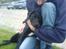 Blanding af racer Abby Labrador/Rottweiler
