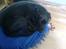Blanding af racer Abby Labrador/Rottweiler - ZZzzZzzZZ