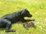 Blanding af racer Abby Labrador/Rottweiler