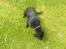 Blanding af racer Abby Labrador/Rottweiler