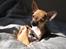Chihuahua *~ Shika ~* R.I.P - Mmmmm, koklov!! Elsker det! :D