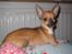 Chihuahua *~ Shika ~* R.I.P - Hey, har du fået lov til at tage billeder af mig? 