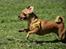 Blanding af racer Chihuahua/Dværgpinscher *~ Paya ~* R.I.P - Fuld fart frem!! :D