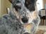 Australsk cattledog Max - Er jeg ikke bare kær?