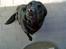 Labrador retriever Tøsen *Formel 1*