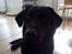 Labrador retriever Tøsen *Formel 1*