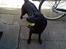 Labrador retriever Tøsen *Formel 1*