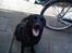 Labrador retriever Tøsen *Formel 1*