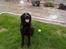 Labrador retriever Tøsen *Formel 1*
