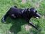 Labrador retriever Tøsen *Formel 1*