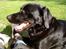 Labrador retriever Tøsen *Formel 1*